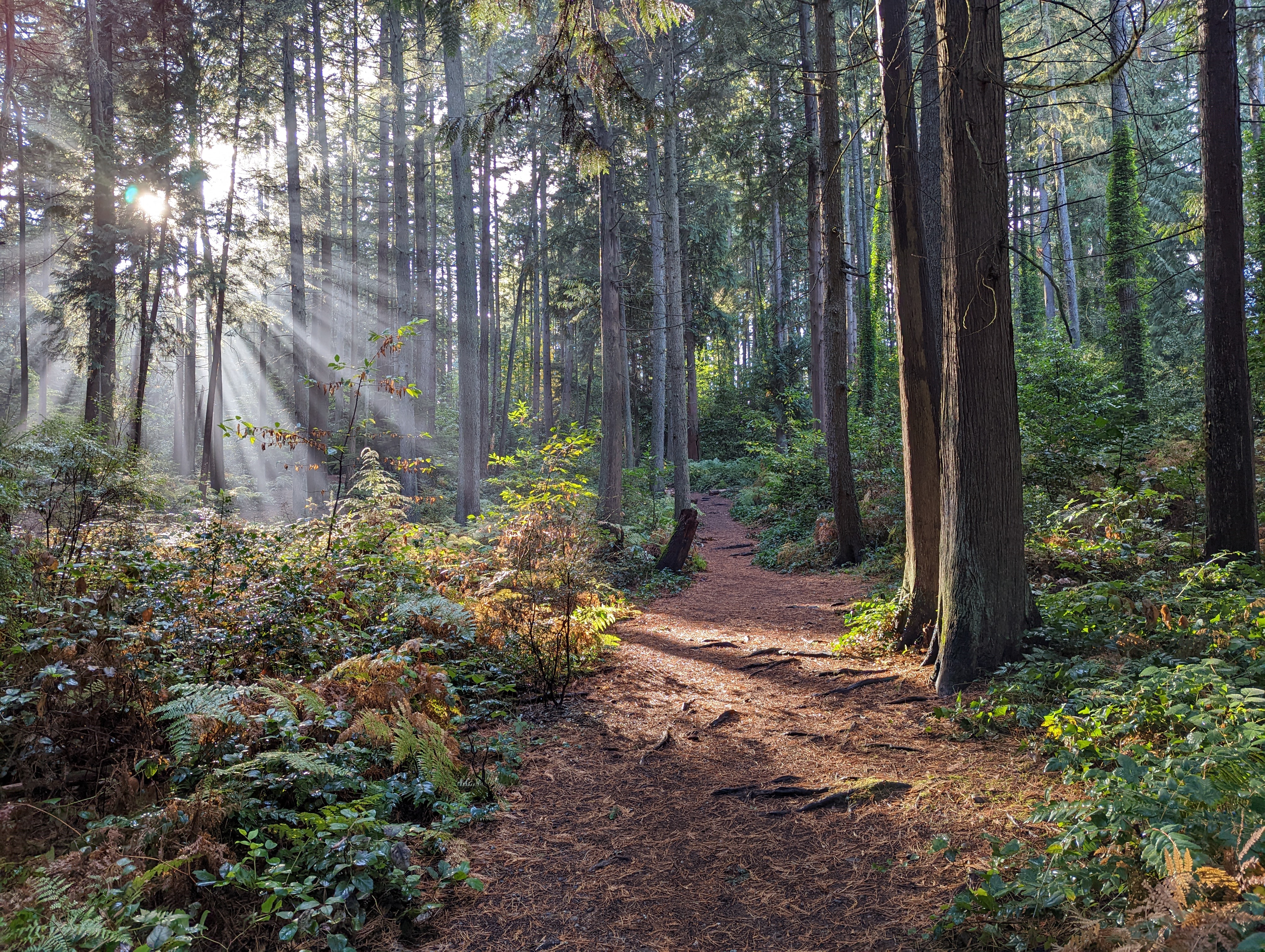 Sunlight shining through tall pines on a misty day. Dirt trail slightly to the right through center of frame.