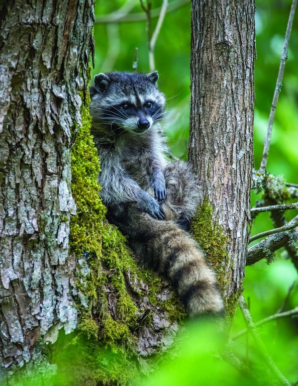 Racoon sitting in tree. 