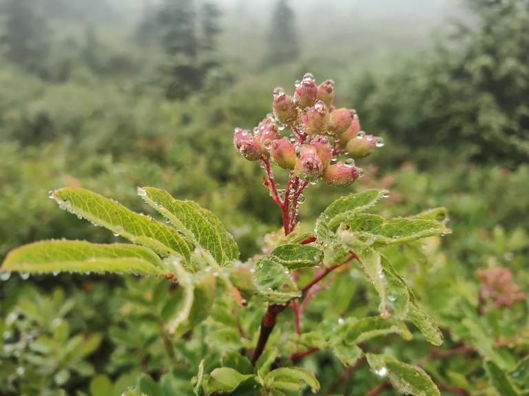 Raindrops on the leaves and berries of mountain ash.
