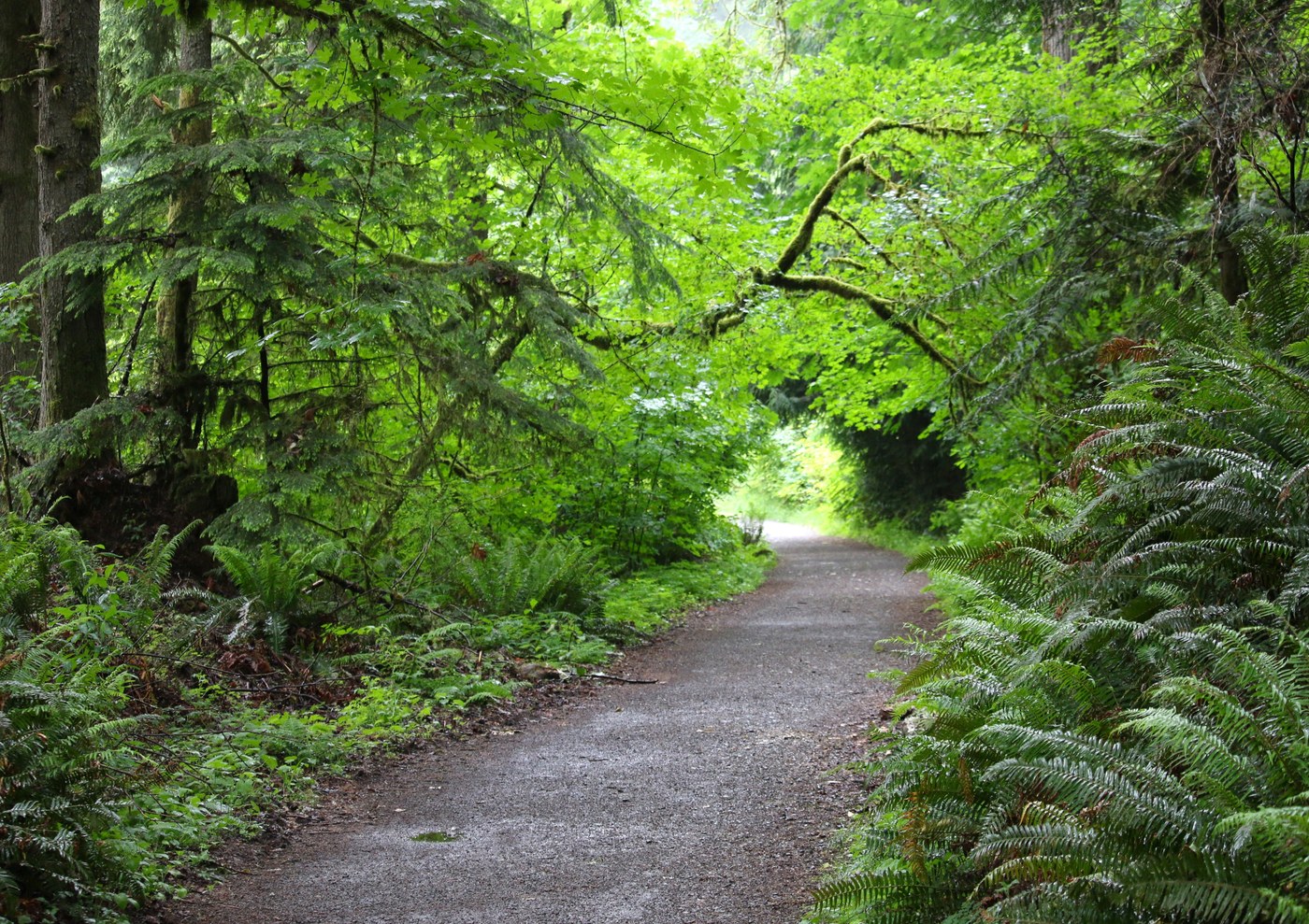 Redmond Watershed Preserve by trip reporter wafflesnfalafel Gravel trail surrounded by greenery and ferns