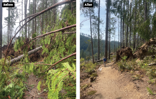 Before and after of fallen trees on trail.