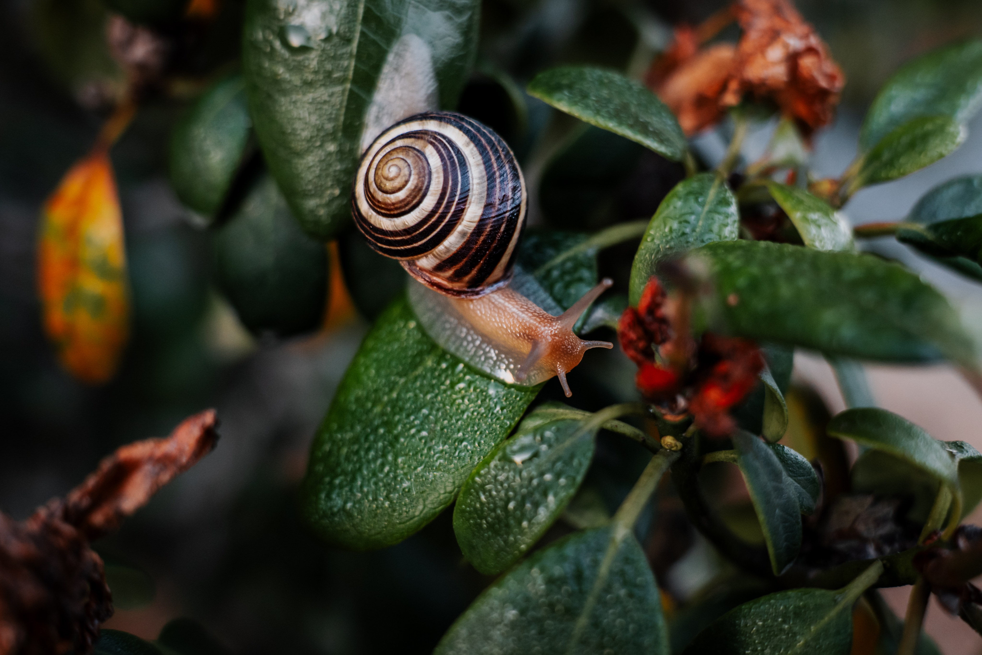 Snail with black and white shell on bright green leaves.