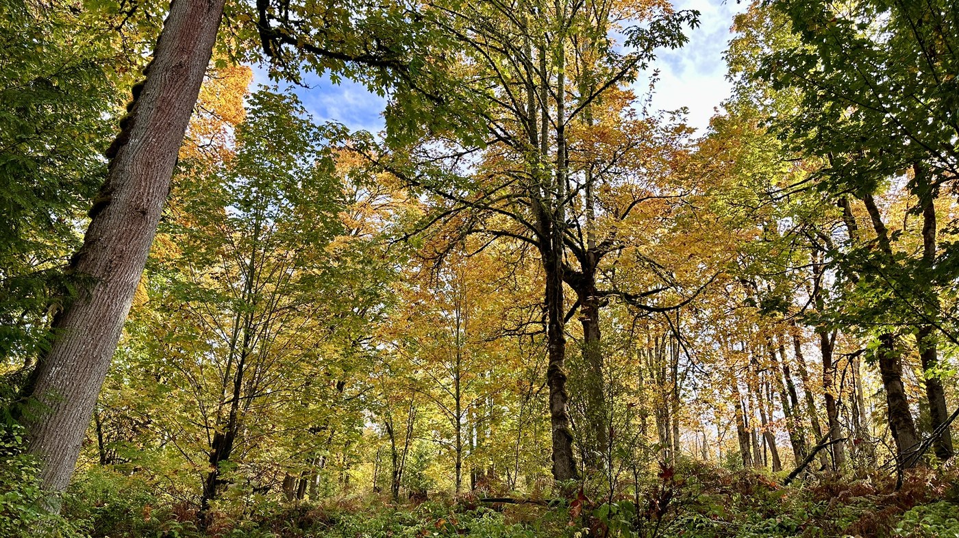 Beauitful trees begin to change color in the fall.