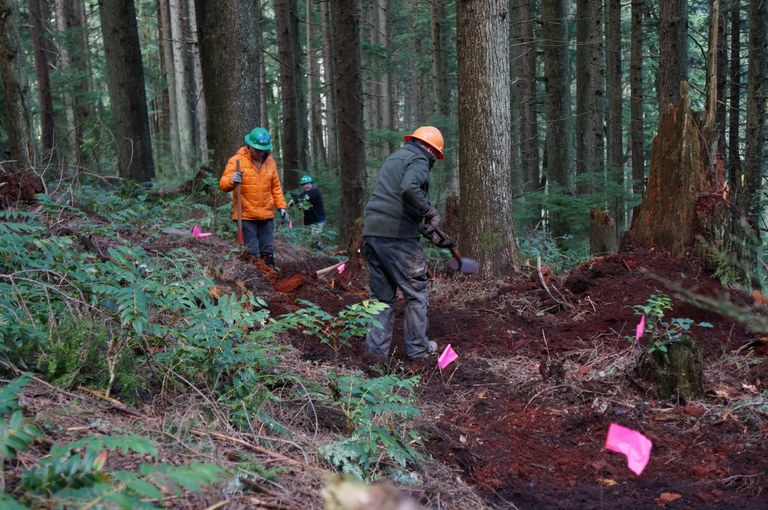 Volunteer etch in a new trail in the forest.