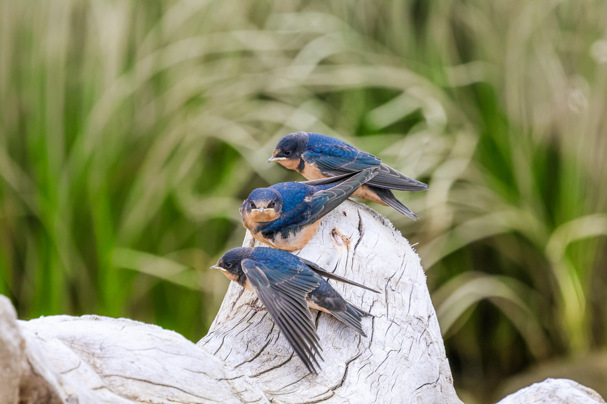 Three barn young barn swallows sit on log.