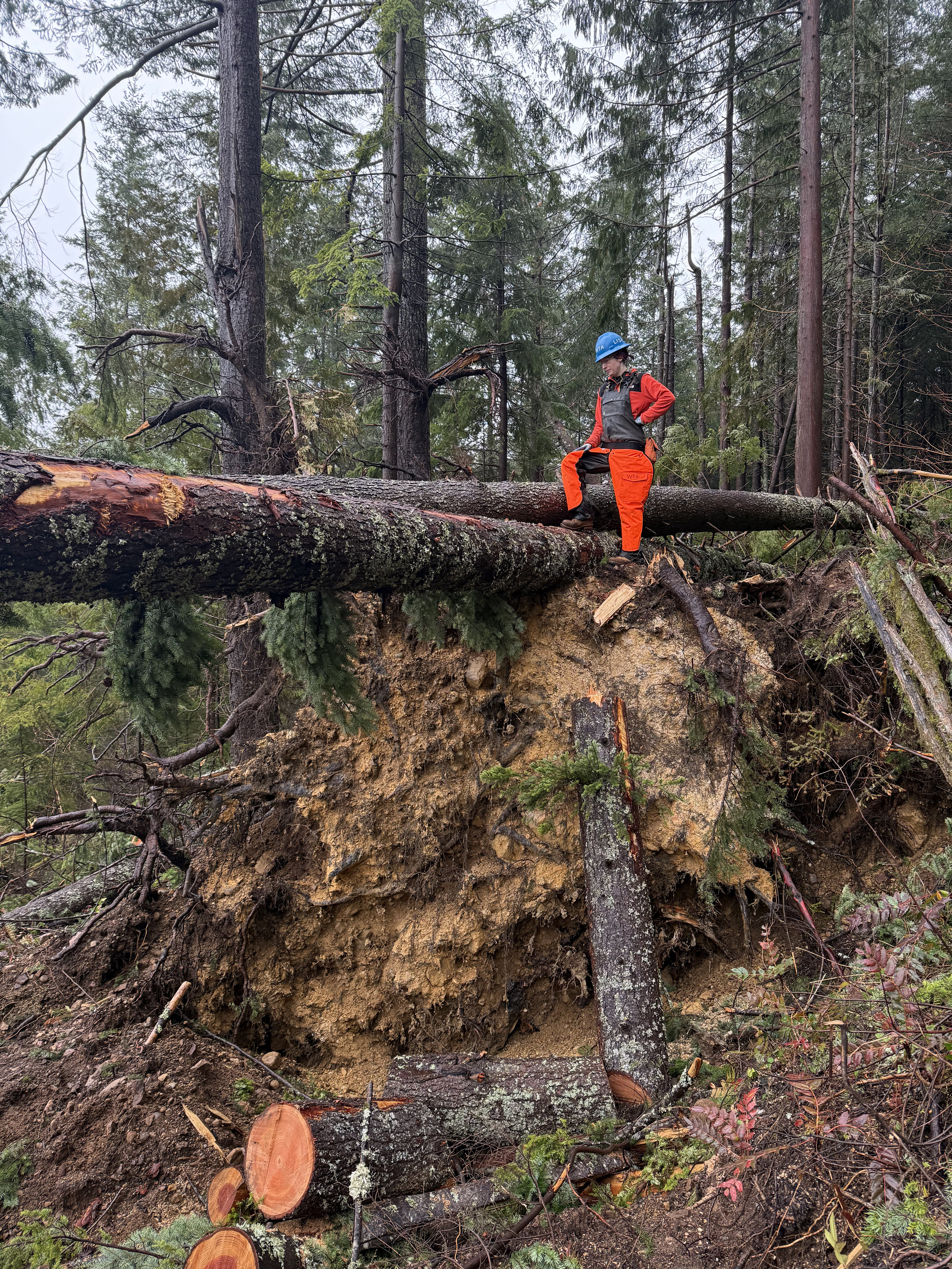 Person in green jump suit and blue hard hat stands over fallen tree.