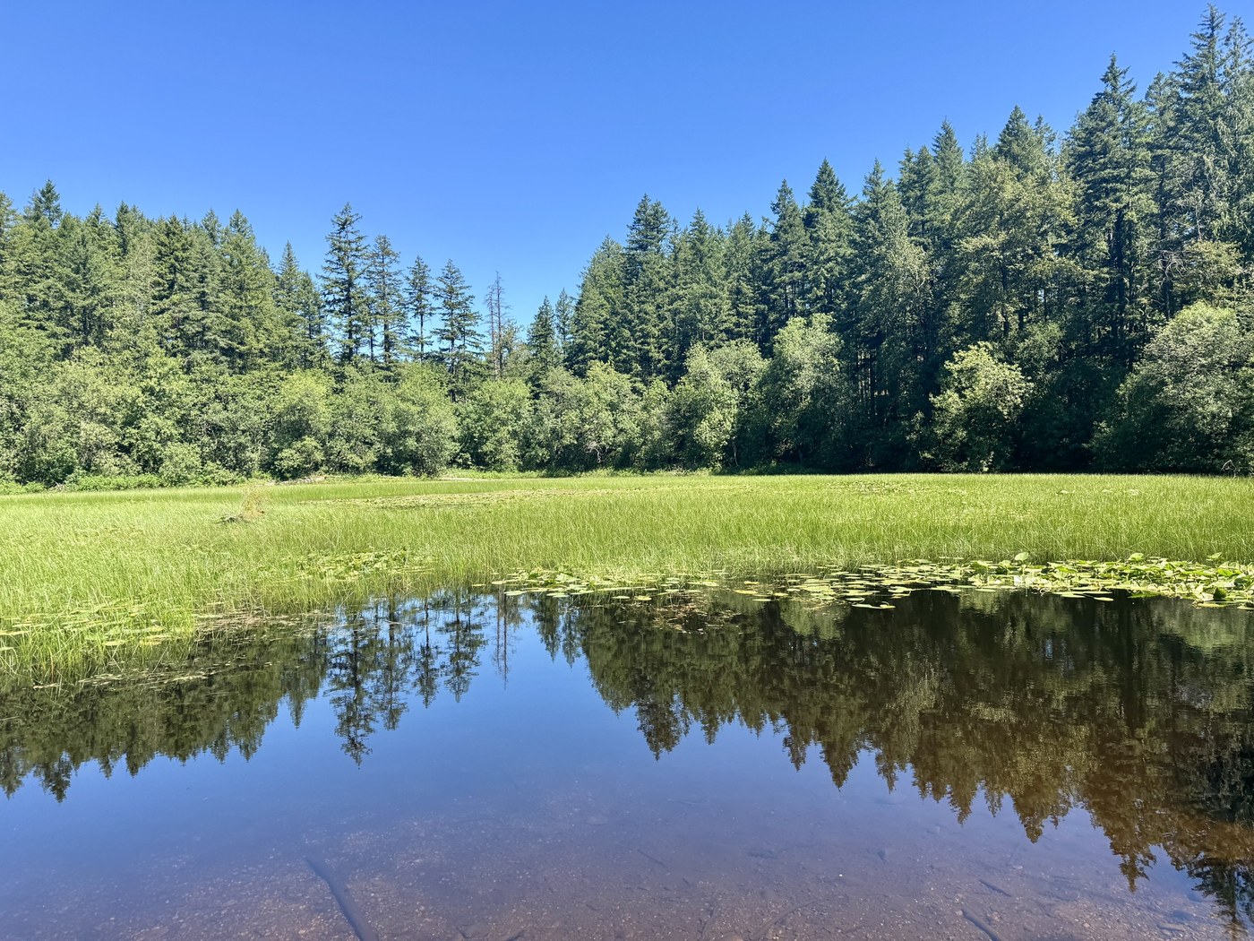 Tradition Lake Loop by trip reporter mori Lake with marsh and lily pads reflects evergreens and blue skies above.