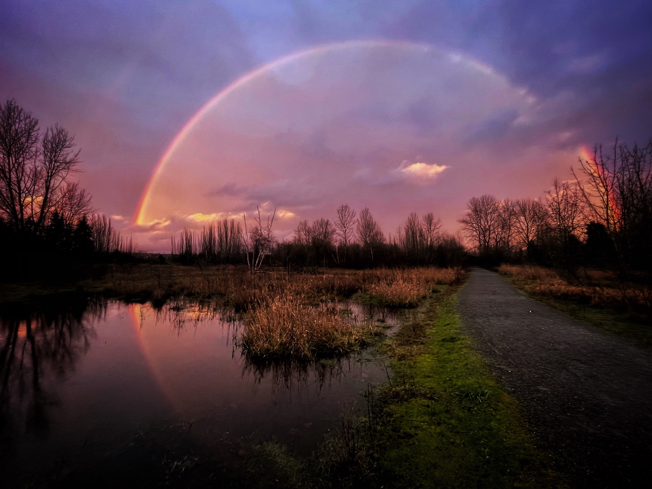 Rainbow reflects in perfect circle in pond. Purple sunset winter sky and tree in background. 