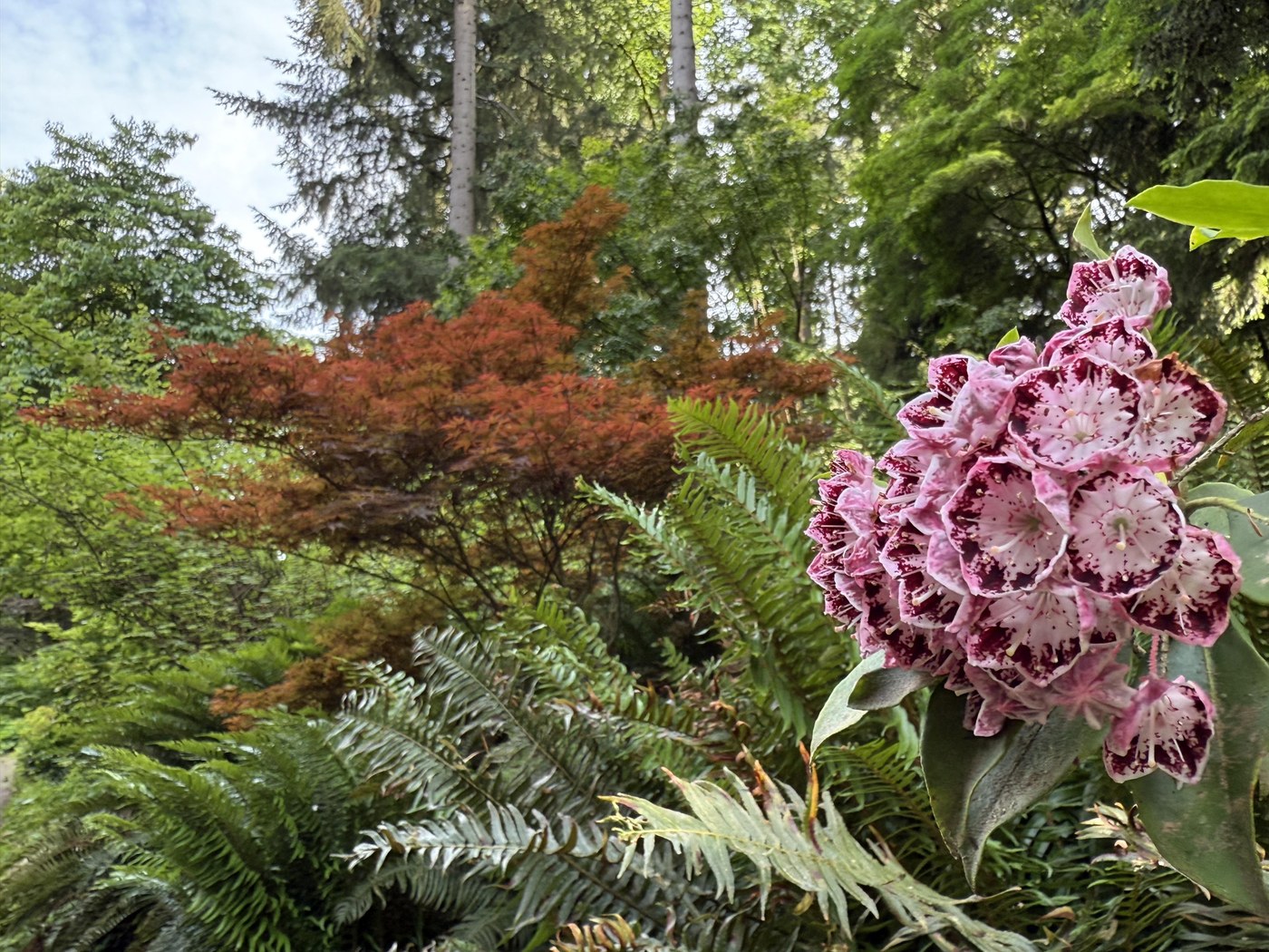 Lush green landscaping and towering trees with purple flowers in the foreground.