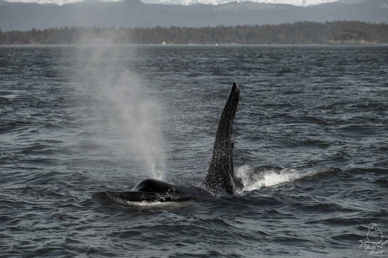 Whale. Photo by Matt Leaman. A whale coming out of the water with kelp on its fin. Photo by Matt Leaman.