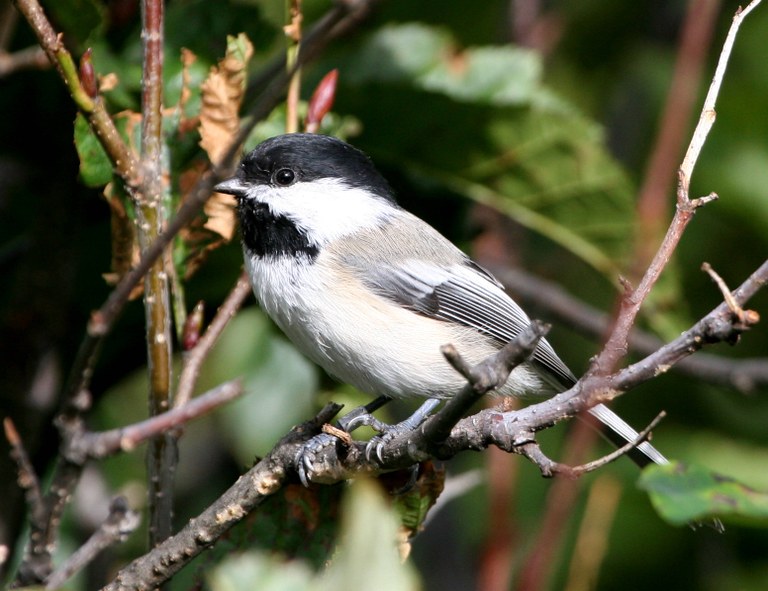 Blackcapped_chickadee_USFWS2.jpg