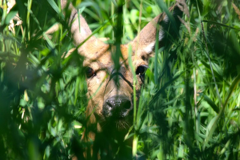 Deer. Photo by James Sheehan. deer _ steigerwald_James Sheehan.jpg