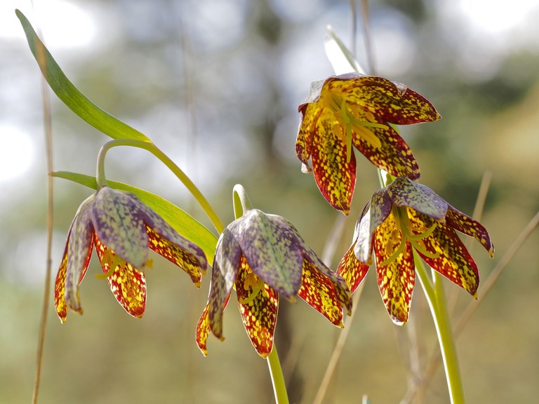 Wildflowers. Photo by Bob Griffith. lyle cherry _ bob griffith.jpg