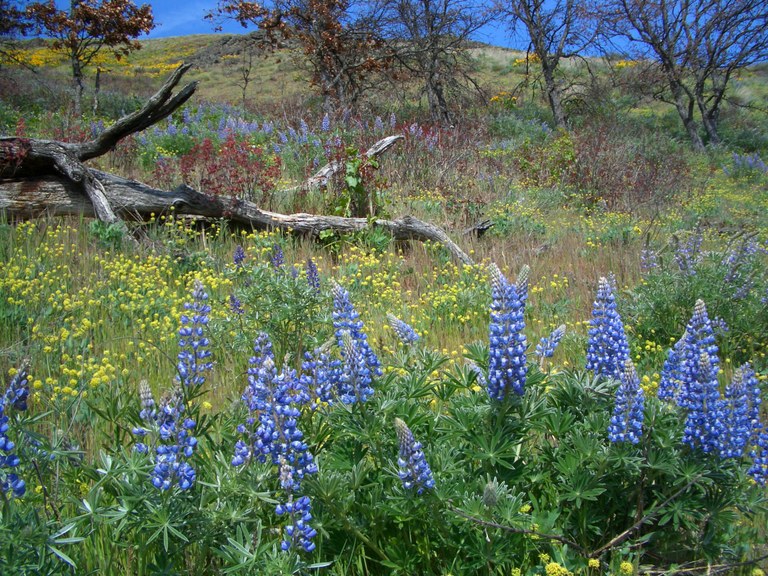 Lyle Cherry Orchard. Photo by Sam Wen. lyle cherry_sam wen.jpg