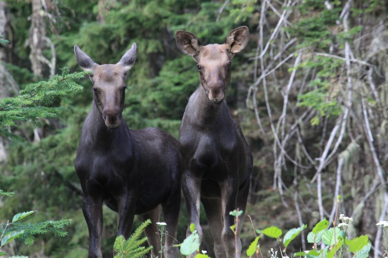 moose holly weiler.jpg