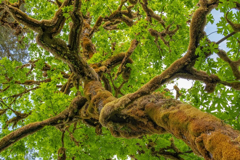 A view up a tree along the Old Sauk River