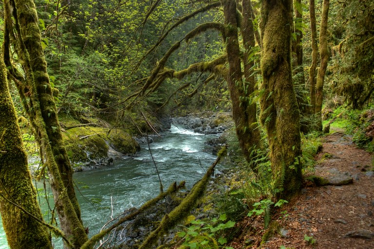 Green forest around the Stillaguamish River