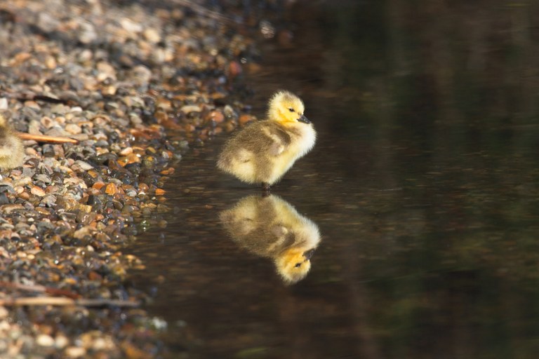 A small bird on trail