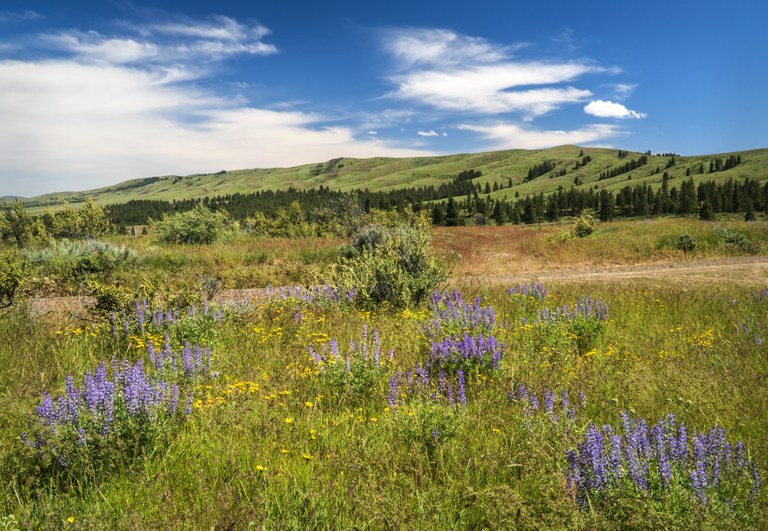 Wildflowers & Umtanum Ridge, Manastash Observatory Road_DHS0545_edited-1 copy4.jpg Wildflowers & Umtanum Ridge, Manastash Observatory Road_DHS0545_edited-1 copy4.jpg