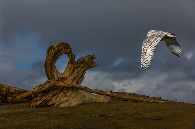 Svitlana Imnadze Flora and Fauna 2014 Photo by Svitlana Imnadze