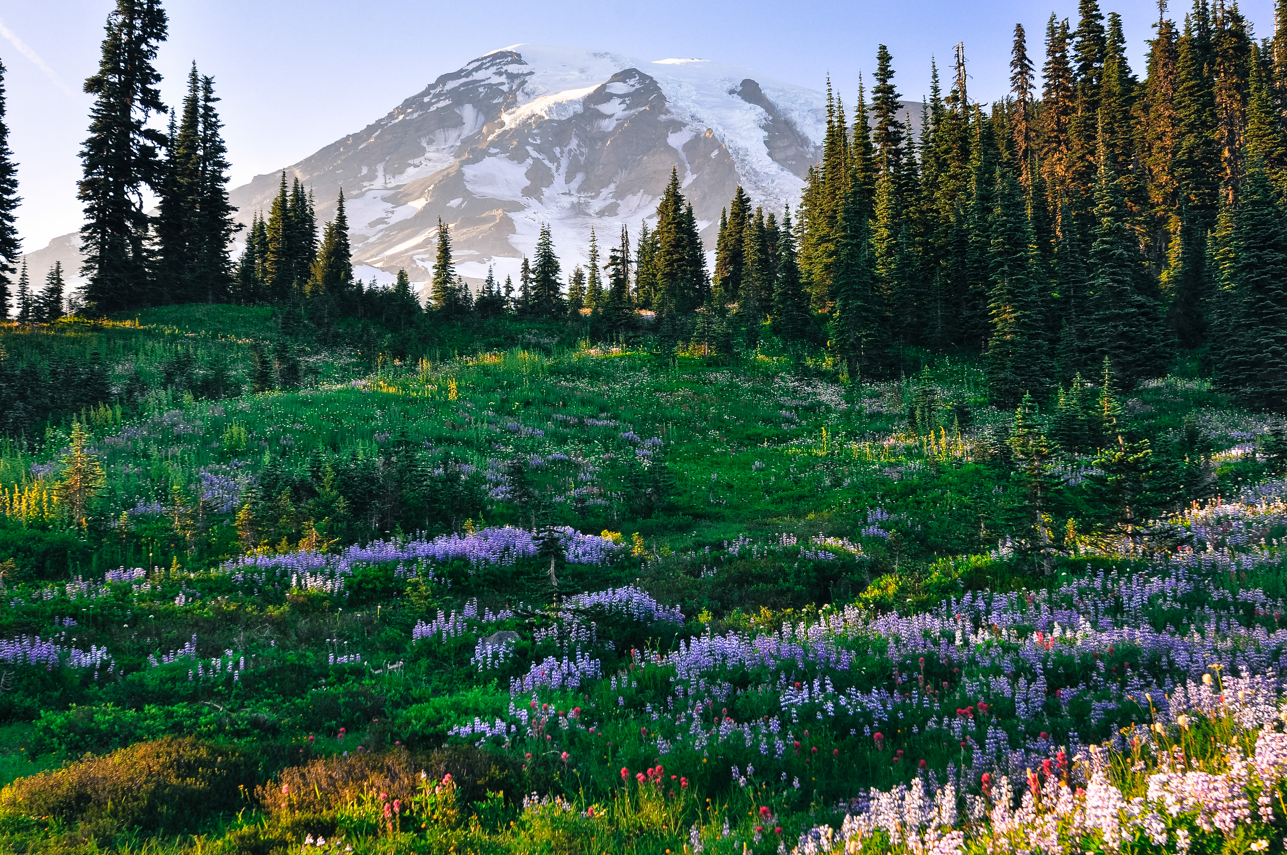 meadow of lavendar flowers in front of Mount Rainier