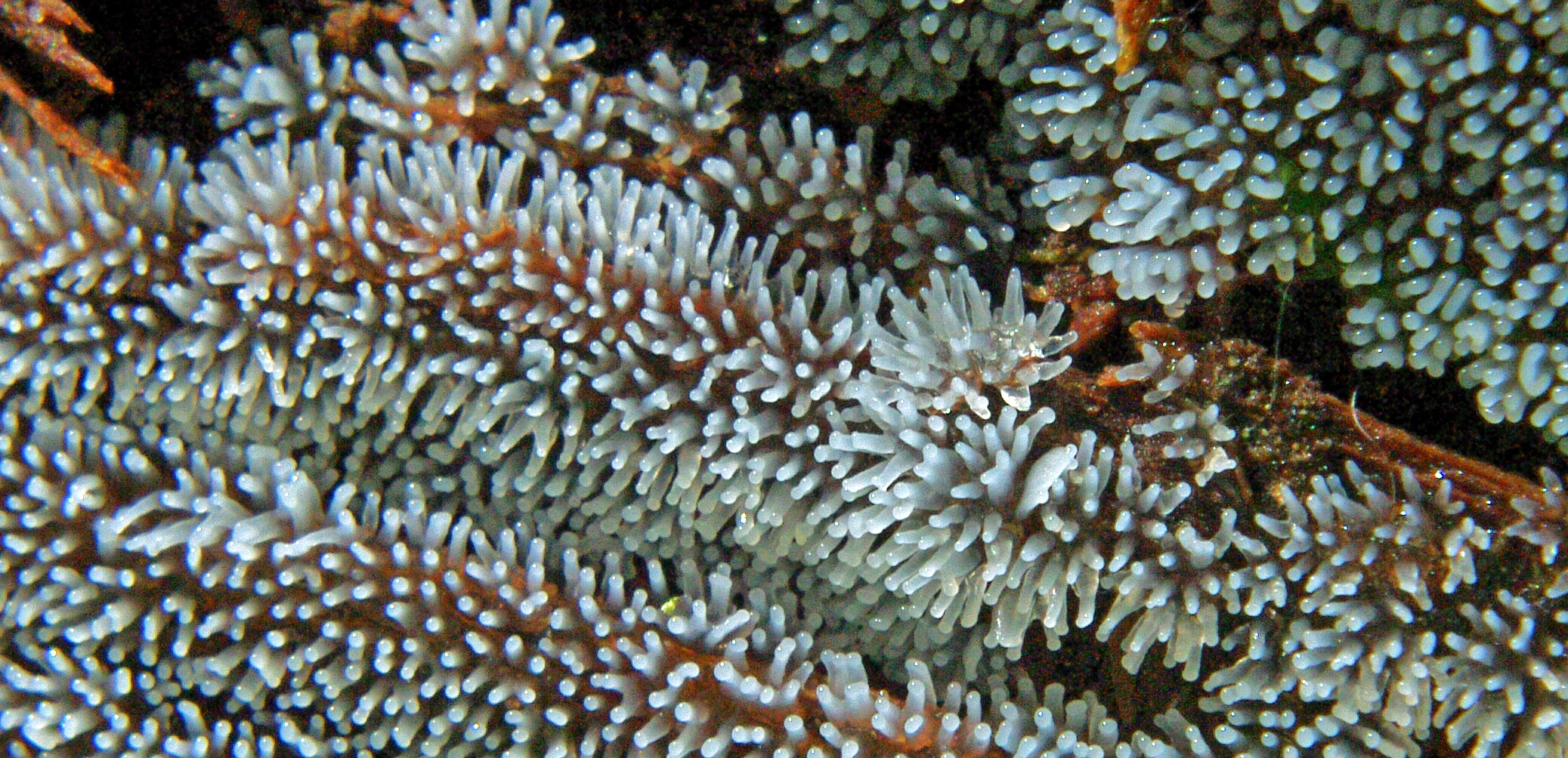 1A PIC WITHIN PIC detail of A hiker examines slime mold_Kim Brown.jpg