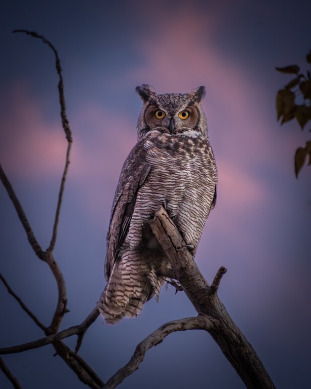 Owl sitting on tree branch at sunset