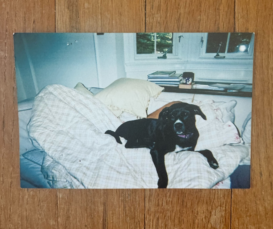 Photo of printed picture of black dog sitting on couch with blanket.