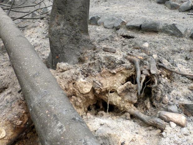 An Aug. 27, 2015 photo from the Kettle Complex Fire showing how the fire has weakened the root systems that hold trees in place. These create a hazard for firefighters and public traveling through the area. Credit: inciweb
