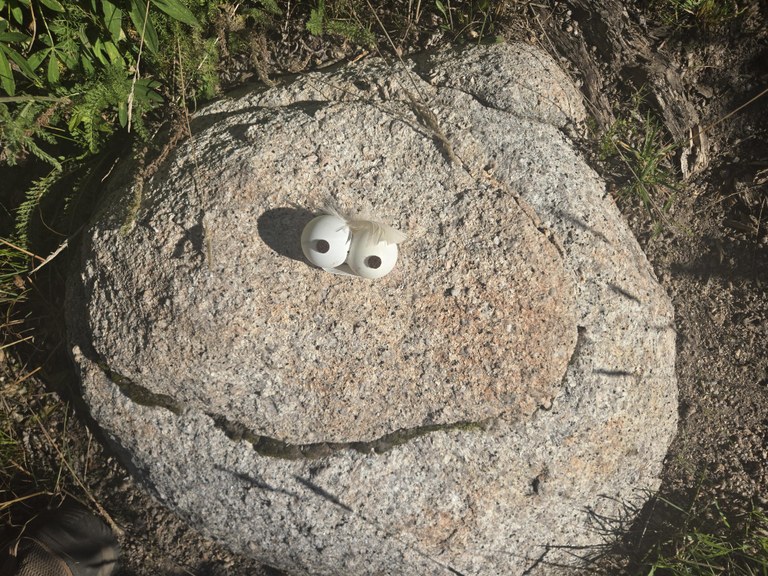 A big pet rock with big, wide-open eyes.
