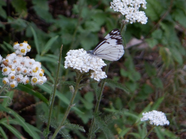 A butterfly rests on a flower alongside the trail.