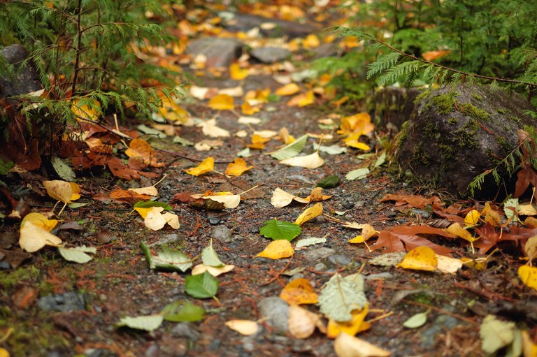 fall leaves on ground on trail