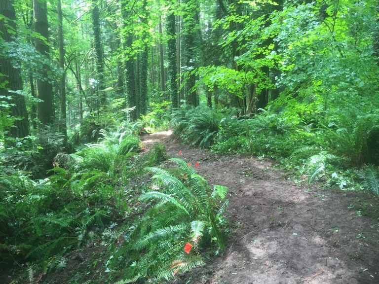 Flags mark a rerouted trail in Whipple Creek Park