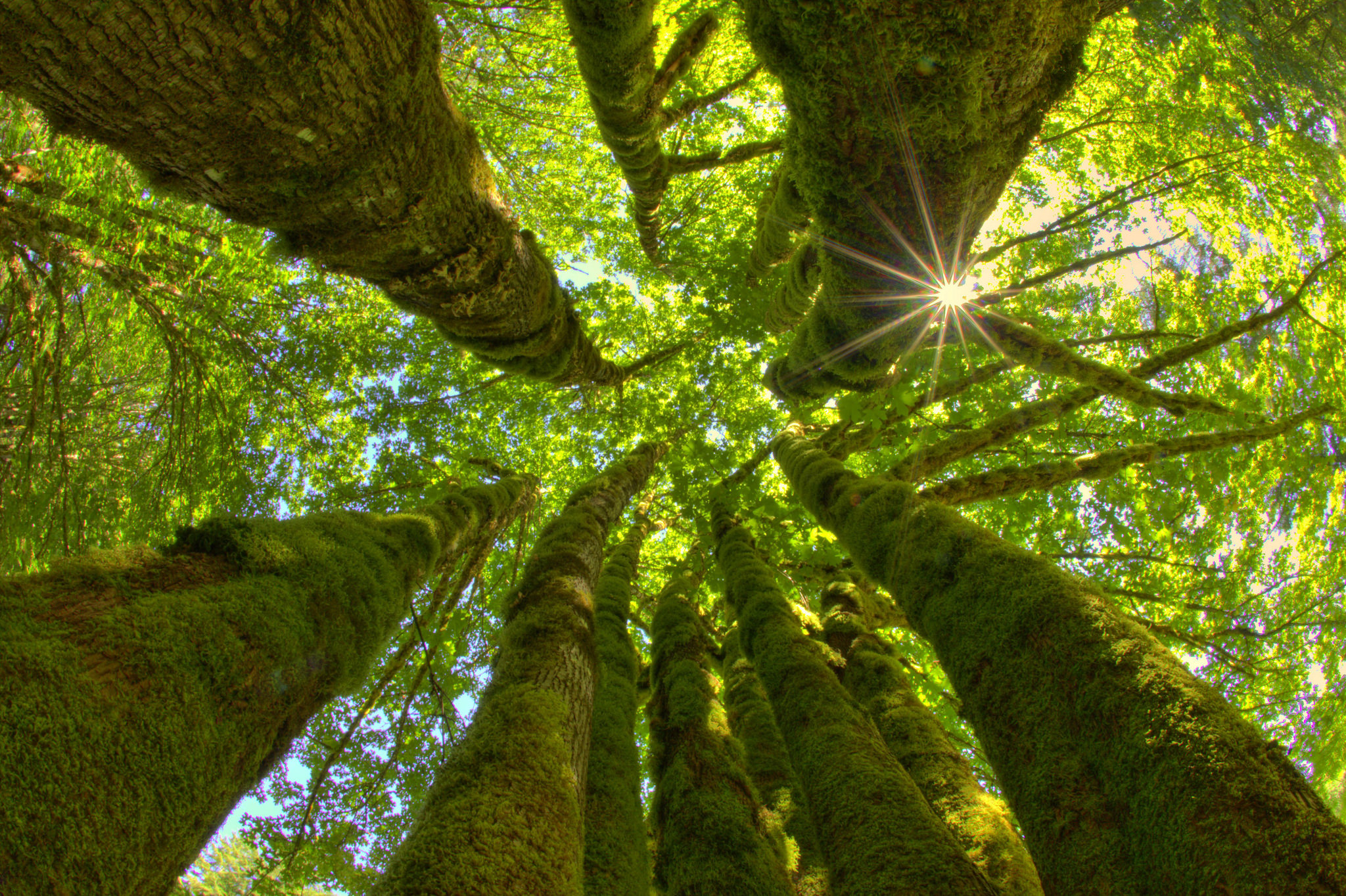Looking up at trees by Gabor Gardonyi