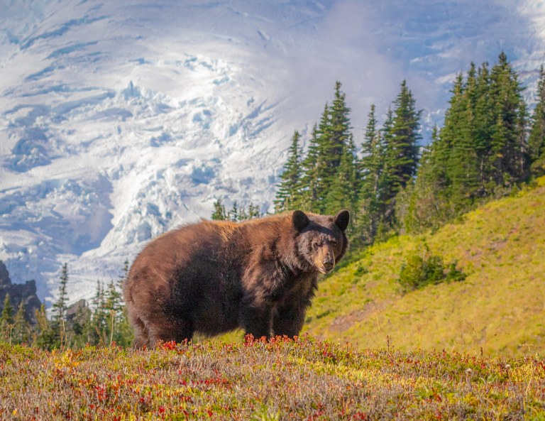 Brown bear with mountain in background