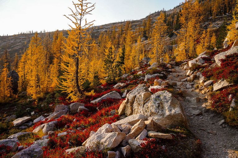 larch trees on mountainside with trail