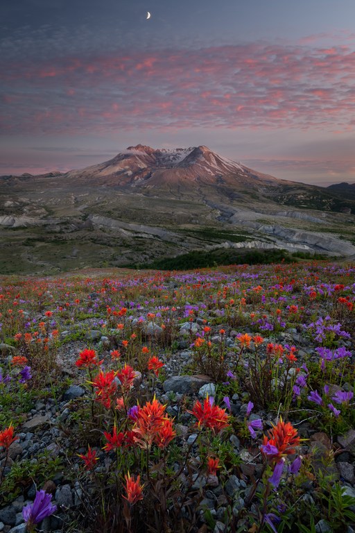 mountain and wildflowers at sunrise