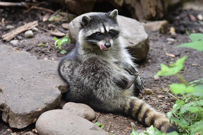 Raccoons are cuter in the daylight. Photo by Tanya Saul. 31521446288_8893d18719_k.jpg