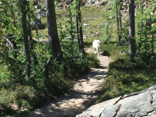 Goat on the trail. Photo by B.Robert.