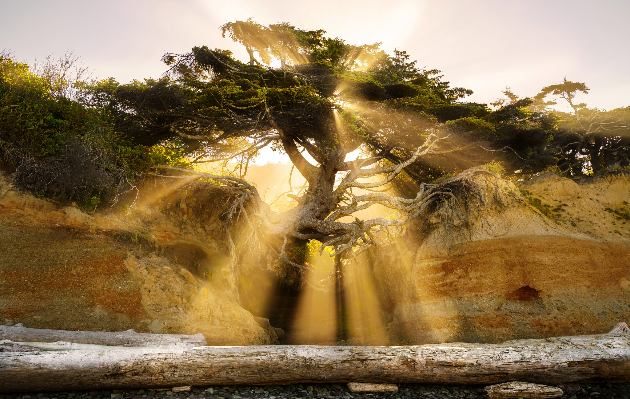 37094742204_479cef11dd_k.jpg Daniel Patterson - 1st place Flora and Fauna