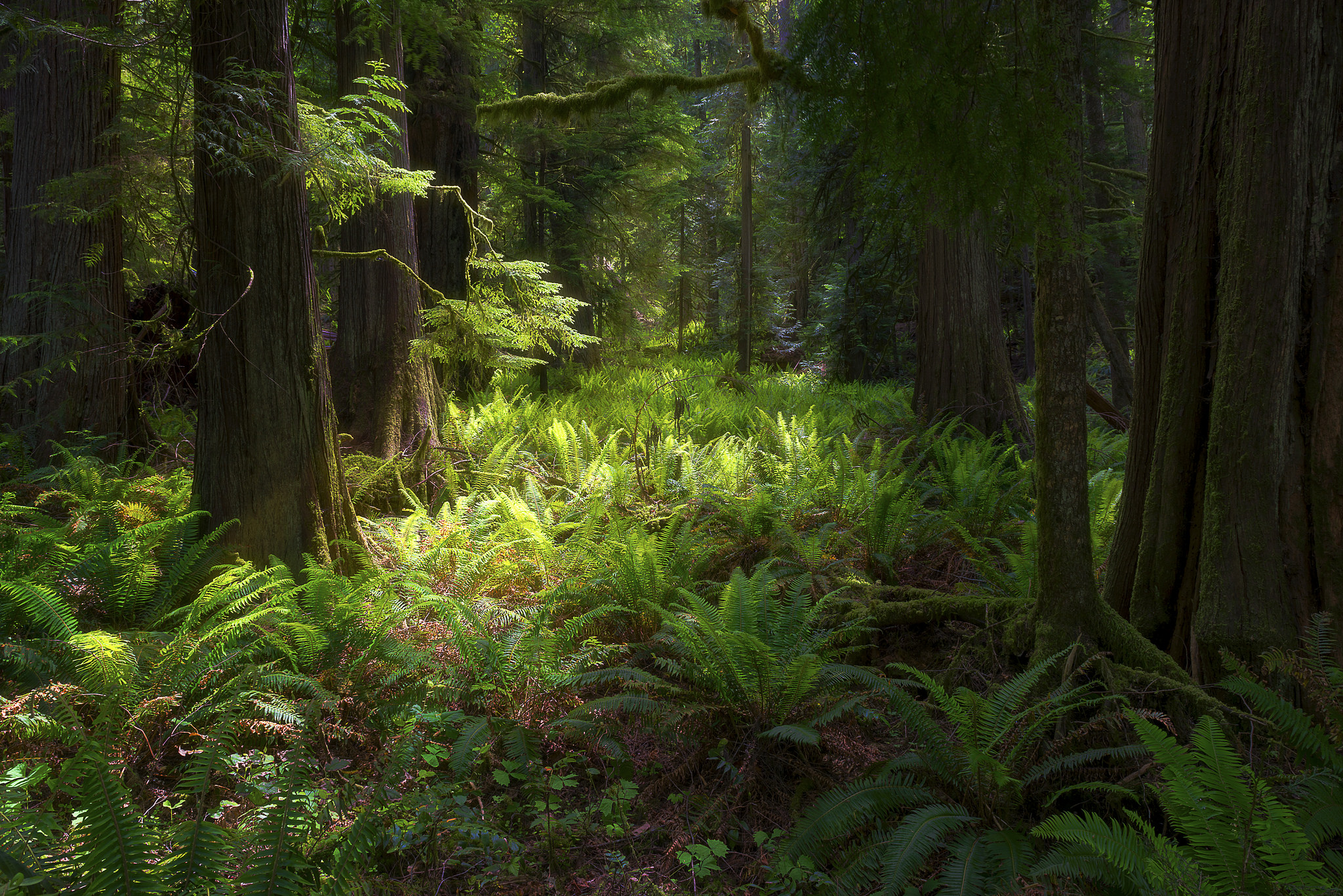 37628040542_b29d68d1d8_k.jpg Brian Smith - 3rd place Flora and Fauna