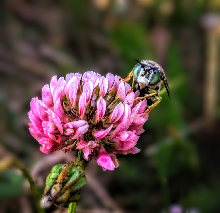 insect on flower close up