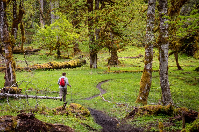 hiker in woods on winding trail