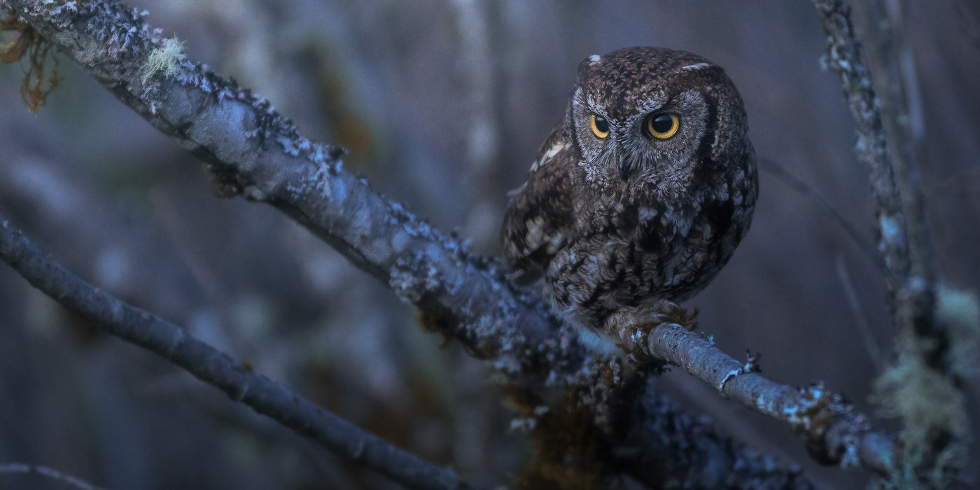 Photo by Danny Griesmer