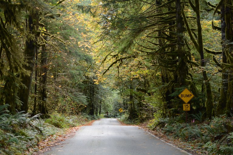 A paved road leads through the forest with trees lining it on either side. 