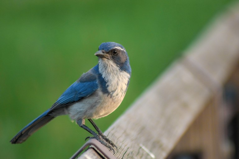 blue bird sitting on fence