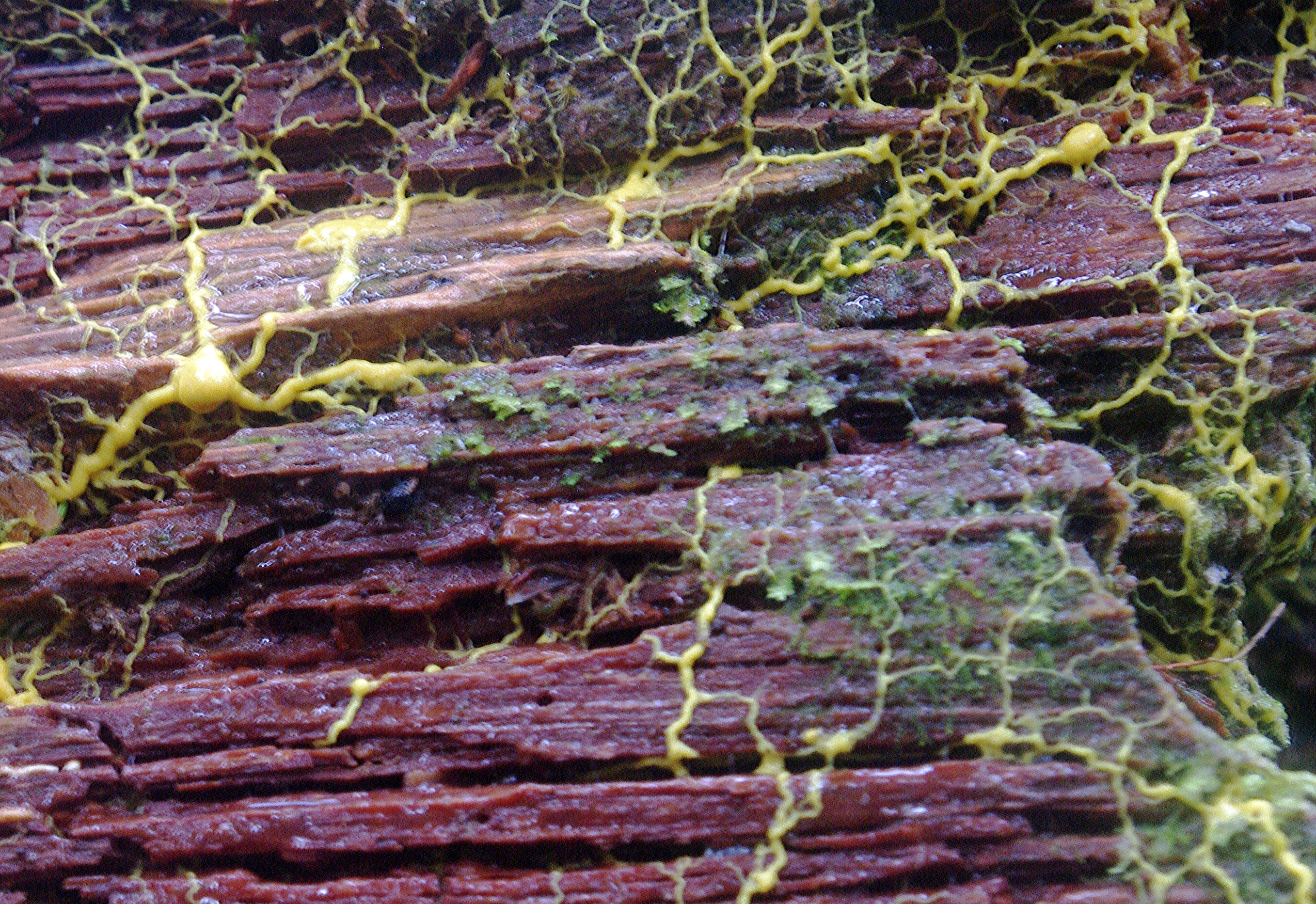 5 slime mold seeking more food_Kim Brown.jpg