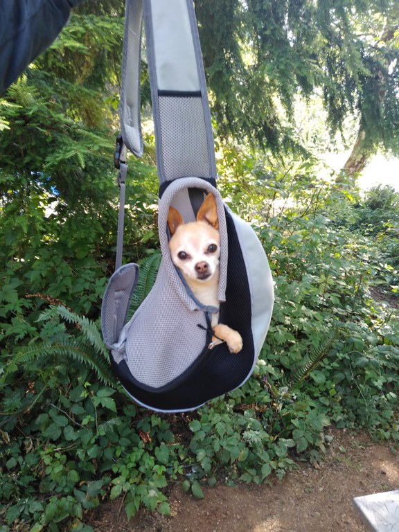 Elliot loves hanging out on the trail. Elliot the dog in a backpack