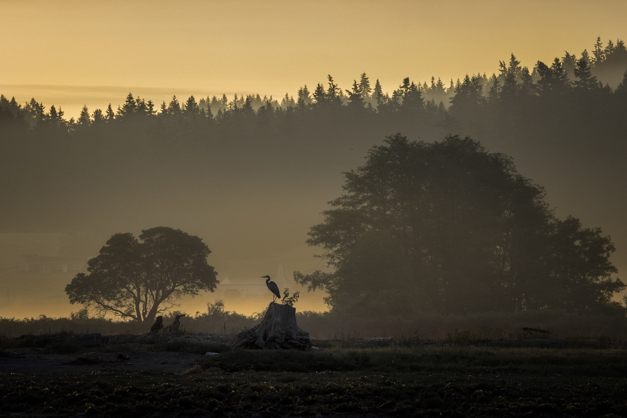 Photo by Cameron Brandt Heron sitting on log at sunset