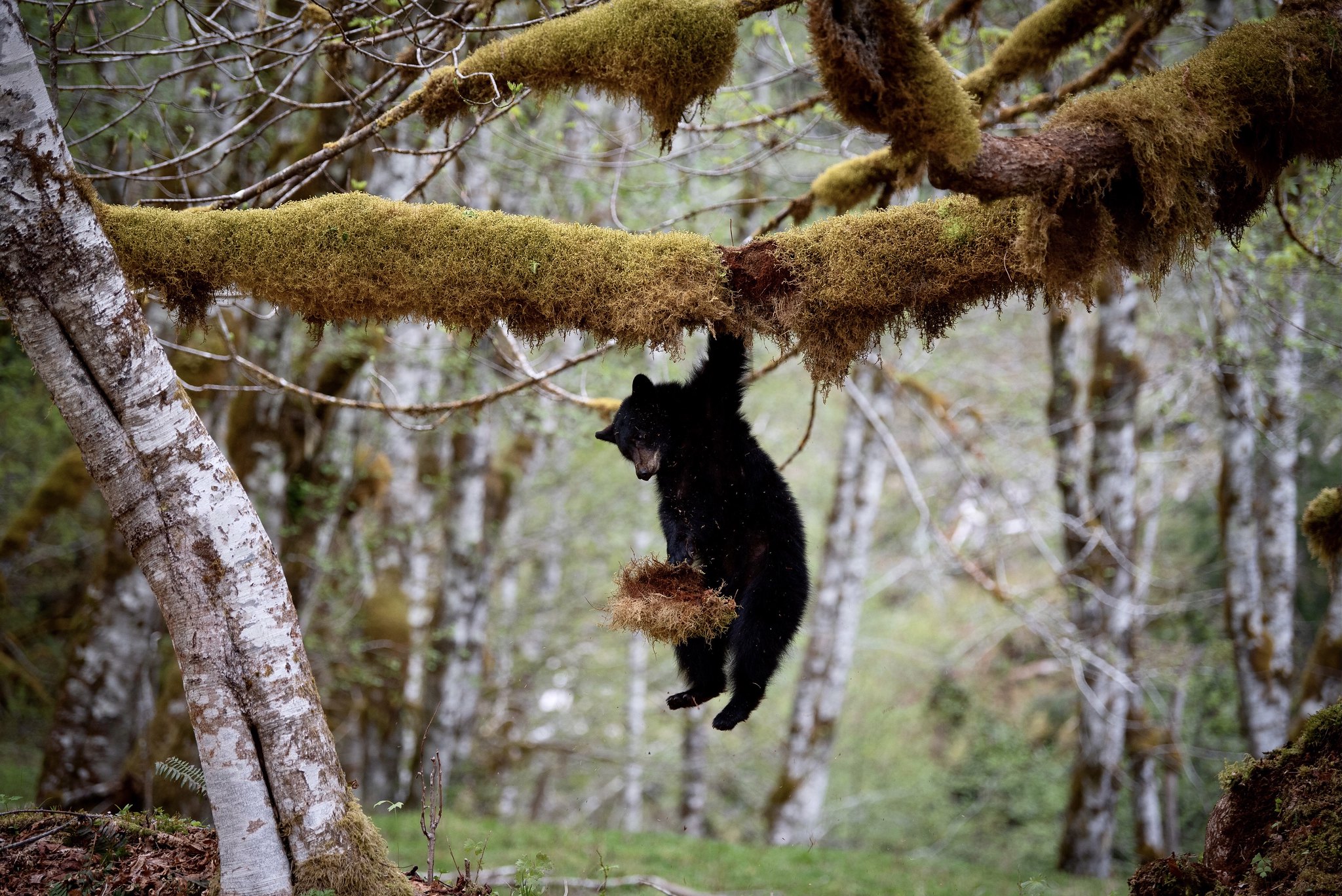 Photo by Chett Carpenter Black bear hanging from tree on the Olympic Peninsula